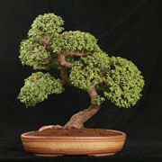 bonsai