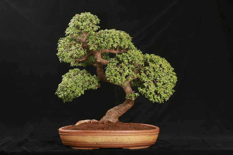 bonsai