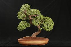 bonsai