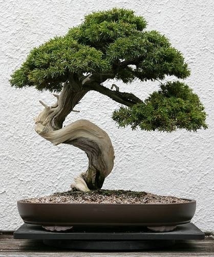 Filo per bonsai - 5 metri 