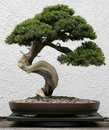 VUOI UN BONSAI VERO? NON ASPETTARE 