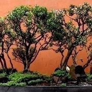 Bonsai a Boschetto