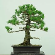 Bonsai abete 