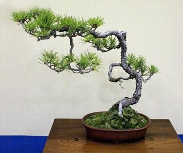 Bonsai abete 