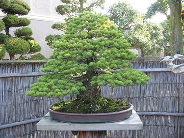 Bonsai abete 