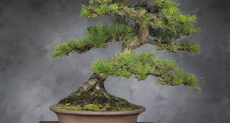 Bonsai Di Abete In Ciotola Bassa - Pianta Vera Pollice Verde