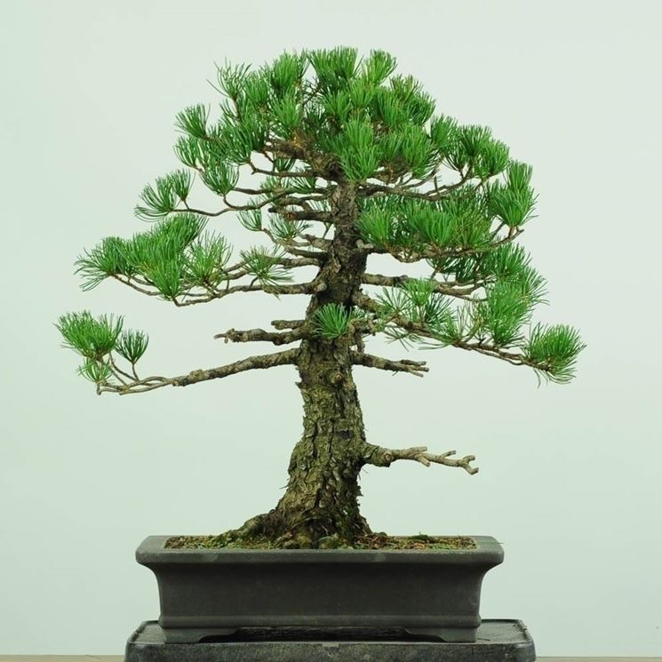 Bonsai abete 