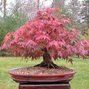 Bonsai acero rosso