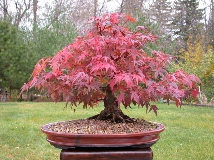 Bonsai acero rosso - Schede Bonsai - Cura acero bonsai