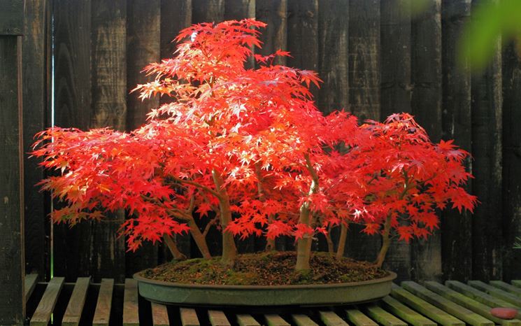 Acero rosso foglie