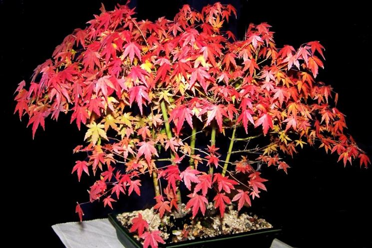 Bonsai acero autunno