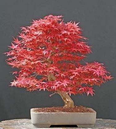 bonsai acero