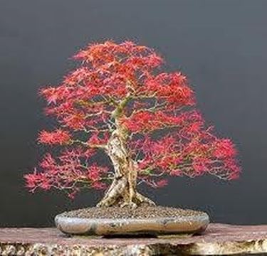 bonsai acero