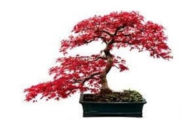 bonsai acero