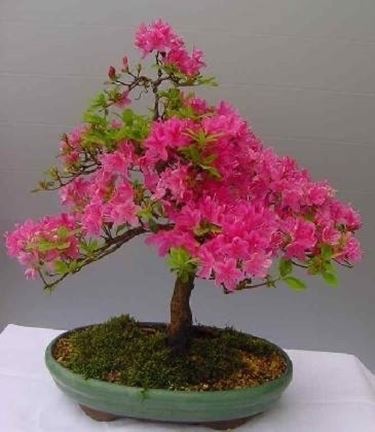 bonsai azalea