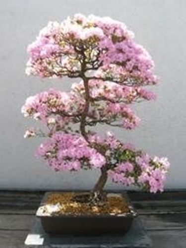 bonsai azalea