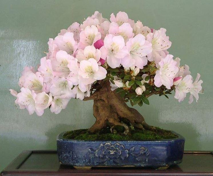 bonsai azalea