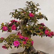 bonsai camelia