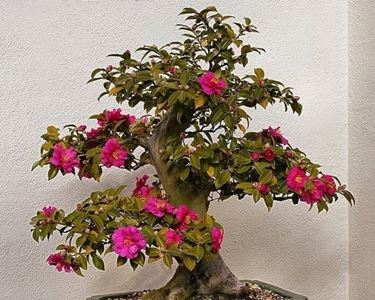 bonsai camelia