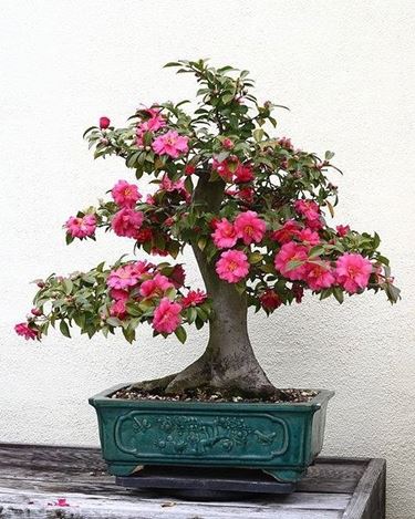 bonsai camelia