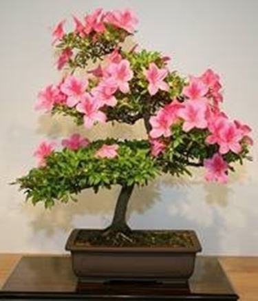 bonsai camelia