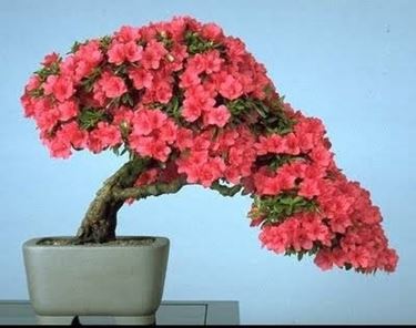bonsai camelia