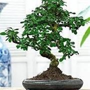 pianta bonsai