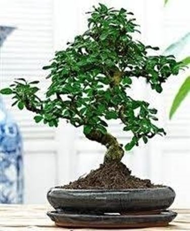 bonsai carmona 