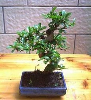 bonsai carmona