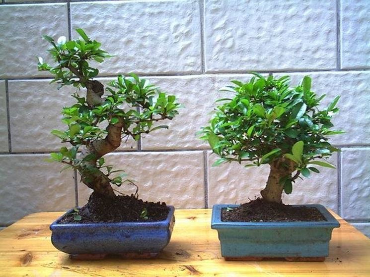 bonsai carmona