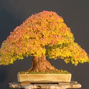 bonsai pianta