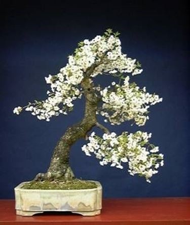 bonsai ciliegio