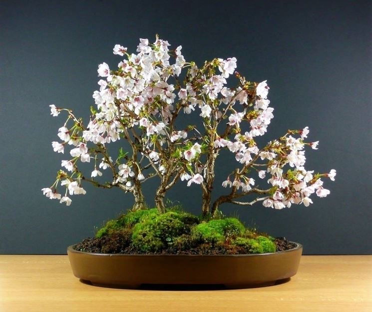 bonsai ciliegio