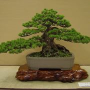 cura bonsai