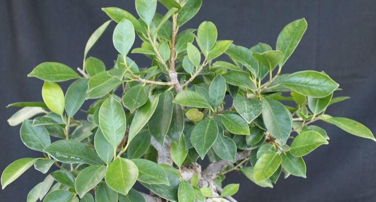 Ficus Ginseng bonsai