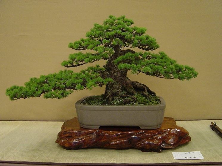 Bonsai giapponese