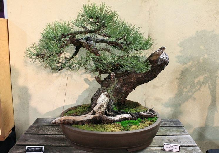 Pino giallo bonsai