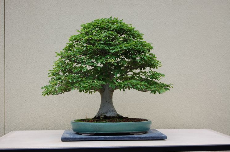 Bonsai di Faggio