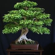 bonsai ficus benjamin