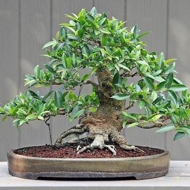 bonsai ficus benjamin