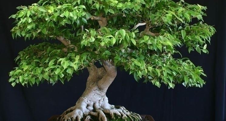 bonsai ficus benjamin