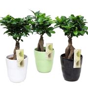 Bonsai ficus ginseng