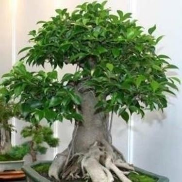 Bonsai ficus ginseng