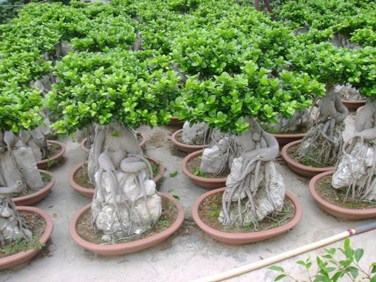 Bonsai ficus ginseng