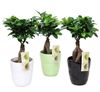 Bonsai ficus ginseng