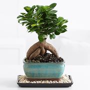 bonsai ficus ginseng