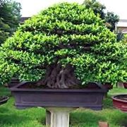 bonsai ficus microcarpa