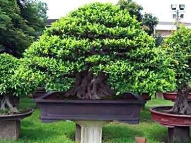 bonsai ficus microcarpa