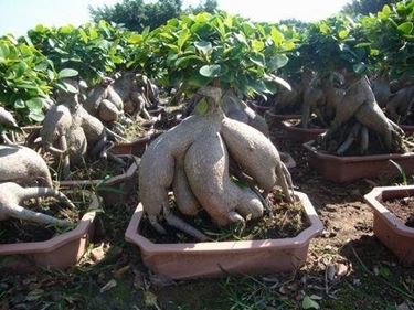 bonsai ficus microcarpa