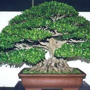 Bonsai ficus retusa